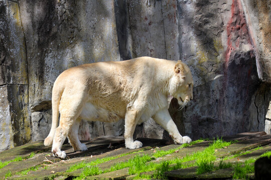 a male and female white lion lie side by side on a wooden platform. The female white lion is showing her teeth while yawning