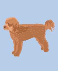Cavapoo Dog Standing Side View