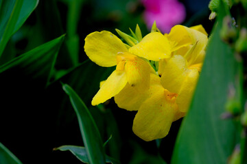 Close-up of a flower in bloom in summer. Colourful, bright and bee-friendly in the gardens and...