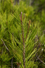 Aleppo pine or  Jerusalem pine (Pinus halepensis)