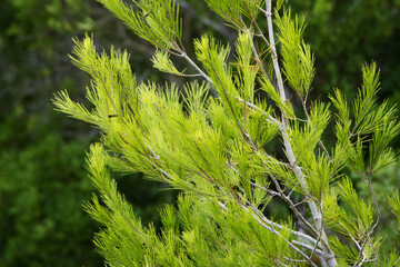 Aleppo pine or  Jerusalem pine (Pinus halepensis)