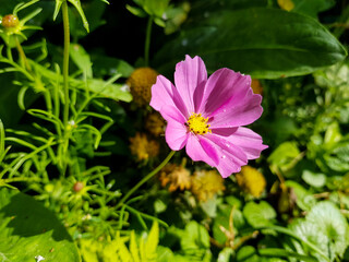 Close-up of a flower in bloom in summer. Colourful, bright and bee-friendly in the gardens and...