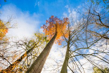 Les arbres en automne - 683504049