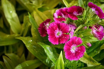 Close-up of a flower in bloom in summer. Colourful, bright and bee-friendly in the gardens and fields of Bavaria.