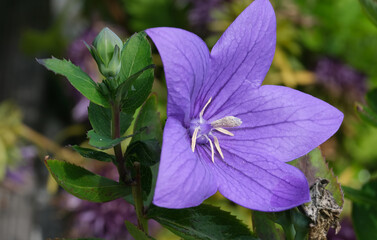 Close-up of a flower in bloom in summer. Colourful, bright and bee-friendly in the gardens and fields of Bavaria.
