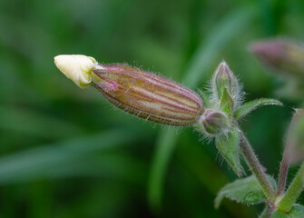 Close-up of a flower in bloom in summer. Colourful, bright and bee-friendly in the gardens and fields of Bavaria.