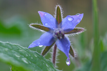 Close-up of a flower in bloom in summer. Colourful, bright and bee-friendly in the gardens and fields of Bavaria.