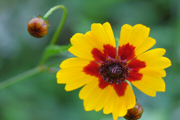 Close-up of a flower in bloom in summer. Colourful, bright and bee-friendly in the gardens and fields of Bavaria.