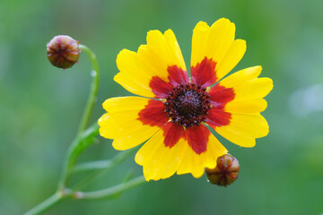 Close-up of a flower in bloom in summer. Colourful, bright and bee-friendly in the gardens and fields of Bavaria.