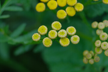 Close-up of a flower in bloom in summer. Colourful, bright and bee-friendly in the gardens and fields of Bavaria.