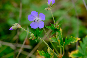 Close-up of a flower in bloom in summer. Colourful, bright and bee-friendly in the gardens and fields of Bavaria.
