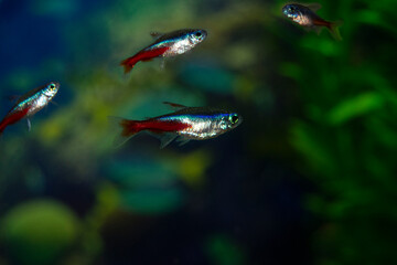 Blue neon aquarium fish swim.  Fish is blue-red-gray. Paracheirodon innesi-Latin name.