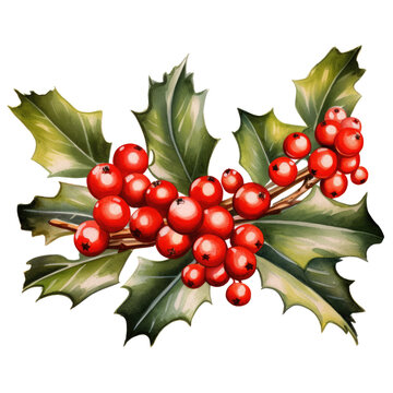 Colorful christmas floral arrangement in watercolor design isolated transparent background