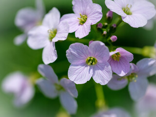 Close-up of a flower in bloom in summer. Colourful, bright and bee-friendly in the gardens and fields of Bavaria.