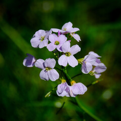 Close-up of a flower in bloom in summer. Colourful, bright and bee-friendly in the gardens and fields of Bavaria.