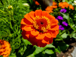 Close-up of a flower in bloom in summer. Colourful, bright and bee-friendly in the gardens and fields of Bavaria.
