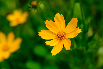 Close-up of a flower in bloom in summer. Colourful, bright and bee-friendly in the gardens and fields of Bavaria.