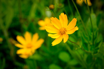 Close-up of a flower in bloom in summer. Colourful, bright and bee-friendly in the gardens and fields of Bavaria.