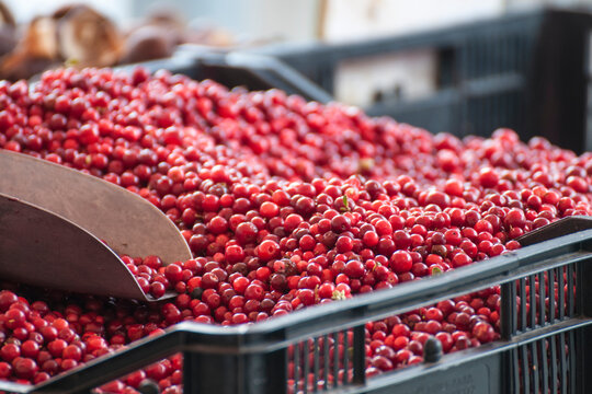 Frische Preiselbeeren auf dem Markt