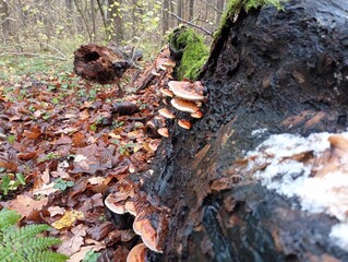 There are many wood mushrooms on the trunk of a tree lying on the ground. The trunk of a tree in autumn in the forest on the ground with many fungi parasites. Autumn landscape of hornbeam oak forest.