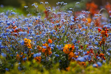 close-up cluster of forget me not flowers mixed with beautiful orange flowers in garden 