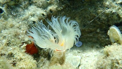 Polychaeta Smooth tubeworm or red-spotted horseshoe (Protula tubularia) extreme close-up undersea, Aegean Sea, Greece, Halkidiki
