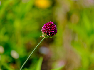 Close-up of a flower in bloom in summer. Colourful, bright and bee-friendly in the gardens and fields of Bavaria.