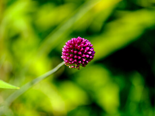 Close-up of a flower in bloom in summer. Colourful, bright and bee-friendly in the gardens and fields of Bavaria.