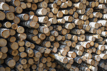 Sawn birch logs stacked in piles.