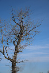 Fototapeta na wymiar A lonely dead withered tree with branches without leaves against the blue sky.
