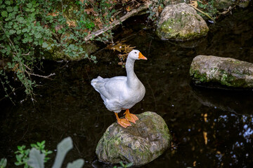Beautiful goose in Amir Ali springs, in Kythira island, Greece