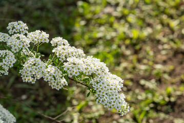A branch of a spirea bush with many blooming white flowers