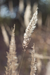 Wild dry cereal in the meadow