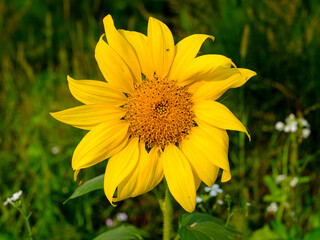 Close-up of a flower in bloom in summer. Colourful, bright and bee-friendly in the gardens and fields of Bavaria.