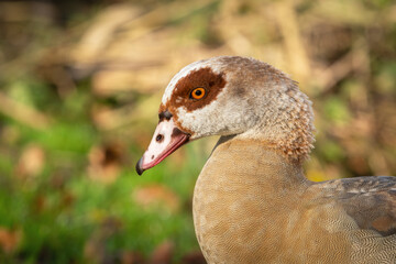 Profile portrait of an adult male Nile goose (Alopochen aegyptiaca) against a natural colored background