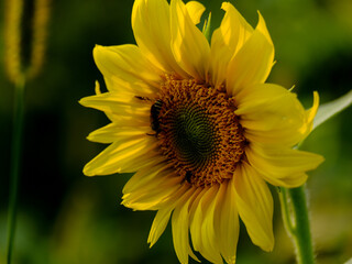 Fototapeta premium Close-up of a flower in bloom in summer. Colourful, bright and bee-friendly in the gardens and fields of Bavaria.