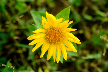 Close-up of a flower in bloom in summer. Colourful, bright and bee-friendly in the gardens and fields of Bavaria.
