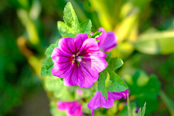 Close-up of a flower in bloom in summer. Colourful, bright and bee-friendly in the gardens and fields of Bavaria.