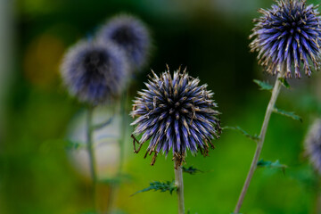 Close-up of a flower in bloom in summer. Colourful, bright and bee-friendly in the gardens and fields of Bavaria.
