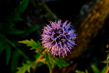Close-up of a flower in bloom in summer. Colourful, bright and bee-friendly in the gardens and fields of Bavaria.