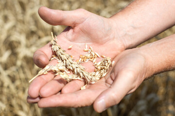 Ears of wheat crushed in the palms. Ripe grains in the hands of a man. Checking the maturity of the crop