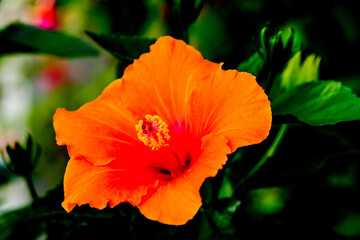 Close-up of a flower in bloom in summer. Colourful, bright and bee-friendly in the gardens and fields of Bavaria.