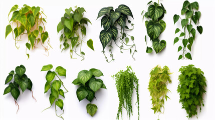 Hyper realistic ten different creeper plants isolated on a white background - obrazy, fototapety, plakaty