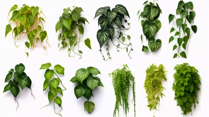 Keuken spatwand met foto Hyper realistic ten different creeper plants isolated on a white background © Business Pics