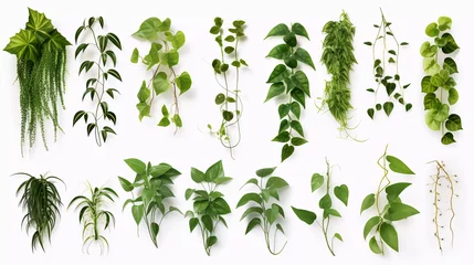 Foto op Canvas Hyper realistic ten different creeper plants isolated on a white background © Business Pics