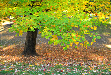 Golden autumn in New York City Central Park. Leaf fall