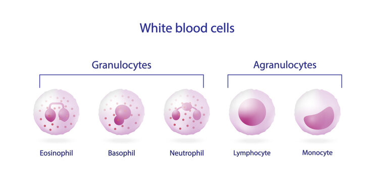 White blood cells types, Leukocytes. Vector illustration including Lymphocyte, Monocyte, Eosinophil, Basophil, Neutrophil protect the body from infections. Vector illustration.