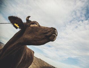 Wide angle view of a funny mooing cow. Close-up portrait of curious cow. Domesticated cow on grassy...