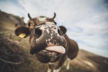 Wide angle view of a funny cow with tongue out. Cute nose. Close-up portrait of curious cow....