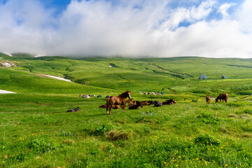 Horses in the Alpine mountains with mountains, green grassy meadows in springtime.